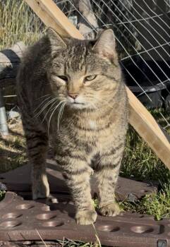 Boo Berry -  Manx Cat for Adoption in Walkerville, Montana - Boo Berry | PetCurious