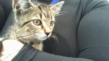 A1266639 -  Domestic Short Hair Cat for Adoption in Charlotte, North Carolina - A1266639 | PetCurious