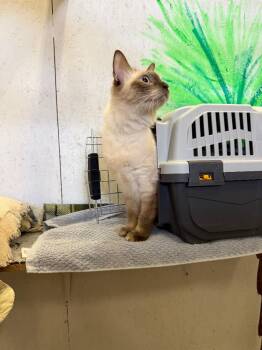 Princess -  Siamese Cat for Adoption in Saint James City, Florida - Princess | PetCurious