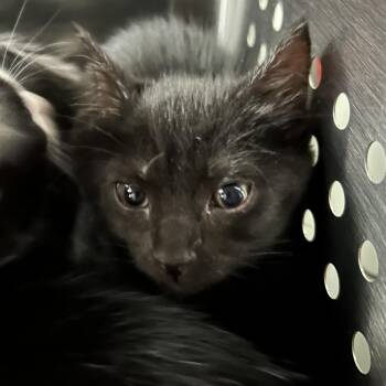 Electra -  Domestic Short Hair Cat for Adoption in Denver, Colorado - Electra | PetCurious