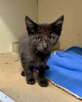 TRIXIE -  Domestic Short Hair Cat for Adoption in Boston, Massachusetts - TRIXIE | PetCurious