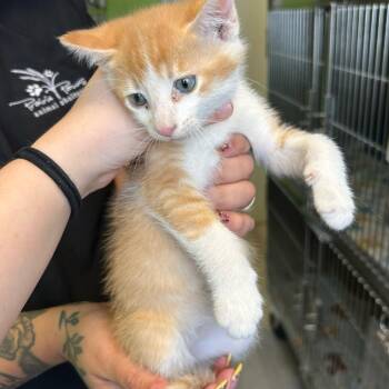 Domestic Short Hair Cats Available for Adoption in Emporia, Kansas - Daffy Duck | PetCurious