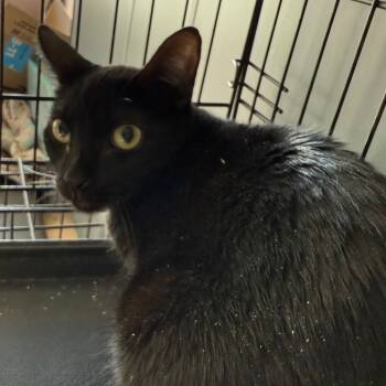 Rescue Domestic Short Hair Cats for Adoption in Yucaipa, California - Manon | PetCurious