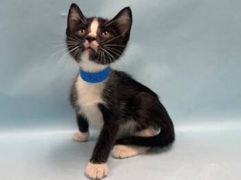 Bee -  Domestic Short Hair Cat for Adoption in Minneapolis, Minnesota - Bee | PetCurious