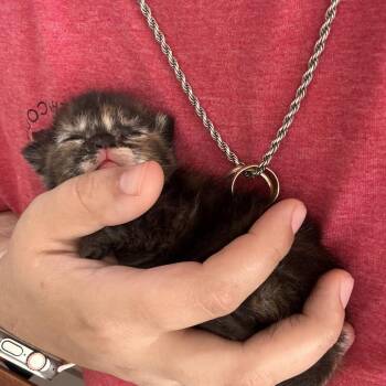 Pigeon -  Domestic Short Hair Cat for Adoption in Starkville, Mississippi - Pigeon | PetCurious