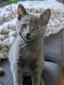 Rescue Dilute Calico Cats for Adoption in Cincinnati, Ohio - Pawny - Male P Kitten | PetCurious