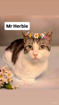 Mr Herbie at Martinez Pet Food Express June 13th -  Domestic Short Hair Cat for Adoption in Walnut Creek, California - Mr Herbie At Martinez Pet Food Express June 13th | PetCurious