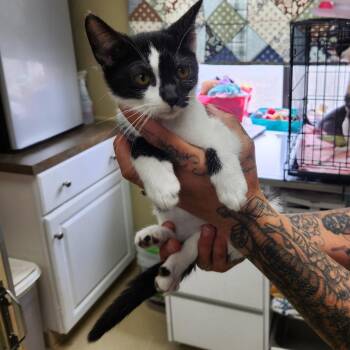 Rescue Tuxedo Cats for Adoption in Clarksville, Virginia - Kayla J. | PetCurious
