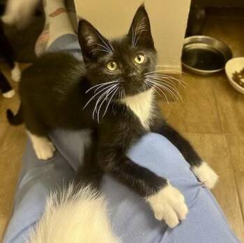 Nettle -  Tuxedo and Domestic Short Hair Cat for Adoption in Phoenix, Arizona - Nettle | PetCurious
