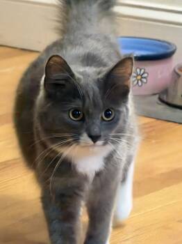 Domestic Long Hair Cats Available for Adoption in Derry, New Hampshire - Lyla | PetCurious