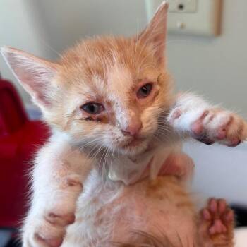 Jolene -  Domestic Short Hair Cat for Adoption in Norman, Oklahoma - Jolene | PetCurious