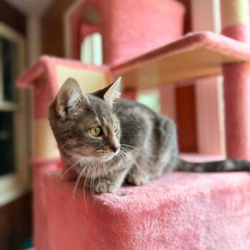 Millie -  Domestic Long Hair Cat for Adoption in Woodstock, Virginia - Millie | PetCurious