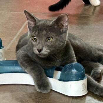 Rescue Domestic Short Hair Cats for Adoption in Oracle, Arizona - Prince | PetCurious
