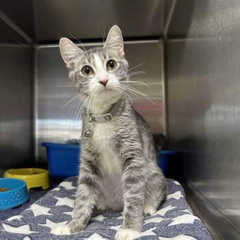 Domestic Short Hair Cats Available for Adoption in La Grange Park, Illinois - Ash | PetCurious