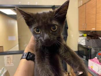 INK -  Domestic Short Hair Cat for Adoption in Modesto, California - INK | PetCurious