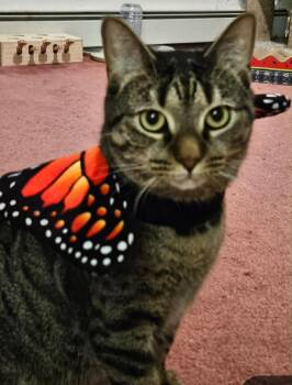Tabby Cats Available for Adoption in Woodmere, New York - Missy Moo | PetCurious