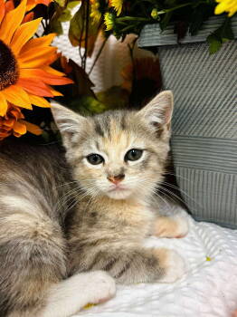 Rescue Domestic Short Hair Cats for Adoption in Rustburg, Virginia - Shuttle - At Shelter | PetCurious