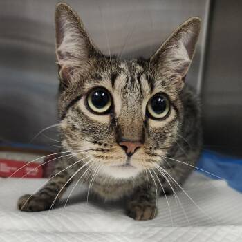 Sweetie -  Domestic Short Hair Cat for Adoption in Tampa, Florida - Sweetie | PetCurious