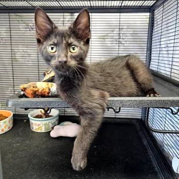 Scrabble -  Domestic Short Hair Cat for Adoption in Monroe, Michigan - Scrabble | PetCurious