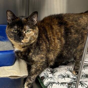 Domestic Short Hair Cats Available for Adoption - Ellie | PetCurious