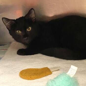 Enchilada -  Domestic Medium Hair Cat for Adoption in Elyria, Ohio - Enchilada | PetCurious