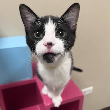 Zecora -  Domestic Short Hair Cat for Adoption in Arlington Heights, Illinois - Zecora | PetCurious