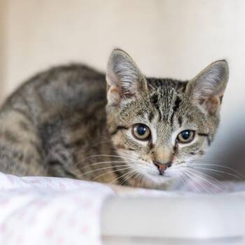 Rebel -  Domestic Short Hair Cat for Adoption in Wilmington, Delaware - Rebel | PetCurious