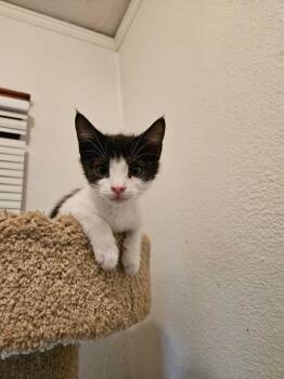 Domestic Short Hair Cats Available for Adoption in Albuquerque, New Mexico - Atlas | PetCurious