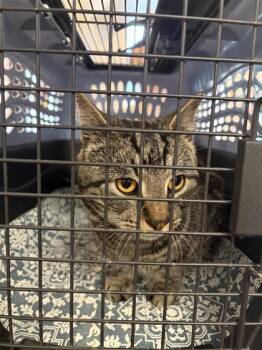 Domestic Short Hair Cats Available for Adoption in West Chester, Pennsylvania - Ron Stoppable | PetCurious