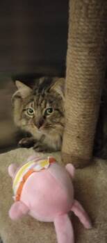 Domestic Long Hair Cats Available for Adoption - Scar | PetCurious