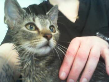 TWIZZLER -  Domestic Short Hair Cat for Adoption in Charlotte, North Carolina - TWIZZLER | PetCurious