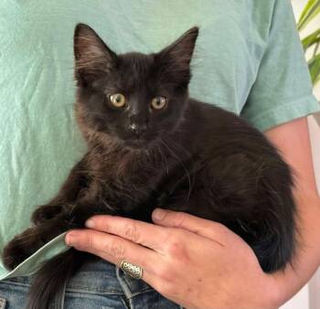 Shadow -  Domestic Long Hair Cat for Adoption in Johnson City, Tennessee - Shadow | PetCurious
