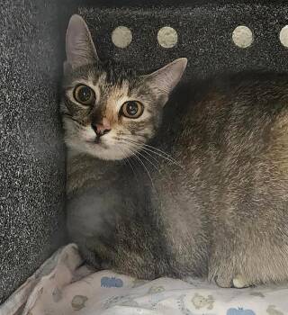 Lavonda -  Domestic Short Hair Cat for Adoption in Nashville, Tennessee - Lavonda | PetCurious