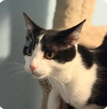Rescue Domestic Short Hair Cats for Adoption in Royal Oak, Michigan - Elleri | PetCurious