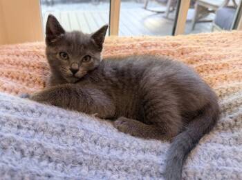 Shadow -  Russian Blue and Domestic Short Hair Cat for Adoption in Walnut Creek, California - Shadow | PetCurious