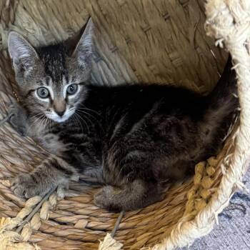 Scottie -  Tabby Cat for Adoption in Pasco, Washington - Scottie | PetCurious