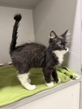 Beriberi -  Domestic Short Hair and Siamese Cat for Adoption in Sacramento, California - Beriberi | PetCurious