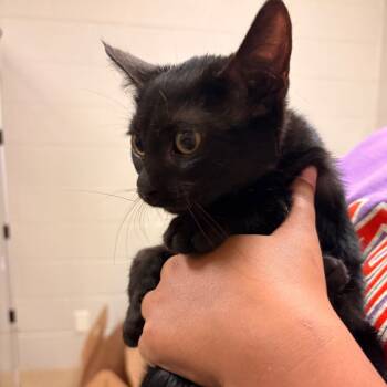 Rescue Domestic Short Hair Cats for Adoption in Bristol, Indiana - Pamela | PetCurious