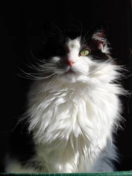 Bitsy -  Domestic Long Hair Cat for Adoption in New Britain, Connecticut - Bitsy | PetCurious