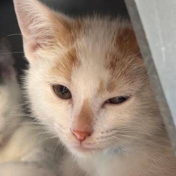 Snap -  Domestic Short Hair Cat for Adoption in Chicago, Illinois - Snap | PetCurious
