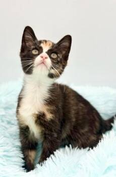 Dewdrop -  Calico Cat for Adoption in Covington, Louisiana - Dewdrop | PetCurious