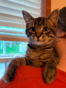 Chrisalinda -  Domestic Short Hair Cat for Adoption in Parsons, West Virginia - Chrisalinda | PetCurious