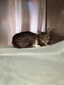 Domestic Short Hair Cats Available for Adoption in Bowling Green, Ohio - Valerie | PetCurious