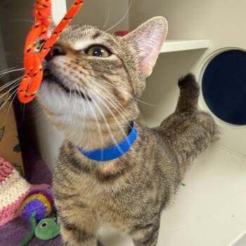 Robert -  Domestic Short Hair Cat for Adoption in Fairport, New York - Robert | PetCurious