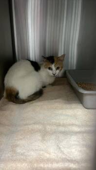 Momma -  Domestic Short Hair Cat for Adoption in Burgaw, North Carolina - Momma | PetCurious