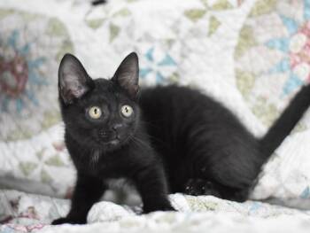 Bronx -  Domestic Medium Hair Cat for Adoption in Montgomery, Texas - Bronx | PetCurious