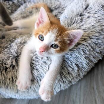 Cheeto -  Domestic Short Hair Cat for Adoption in Smithfield, North Carolina - Cheeto | PetCurious