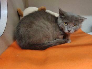 DOGMA -  Domestic Short Hair Cat for Adoption in Delhi, New York - DOGMA | PetCurious