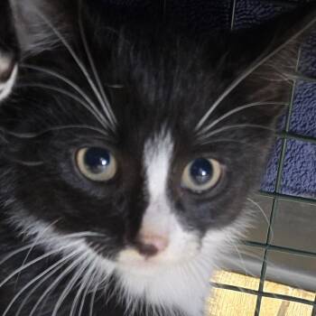 Independence -  Domestic Short Hair Cat for Adoption in Newark, New Jersey - Independence | PetCurious