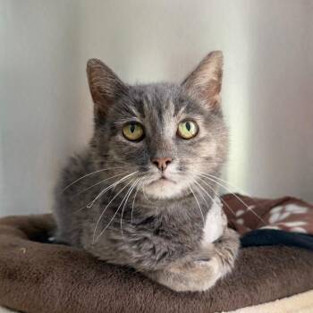 Maude -  Domestic Short Hair Cat for Adoption in State College, Pennsylvania - Maude | PetCurious